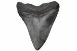 Fossil Megalodon Tooth - South Carolina #236076-1